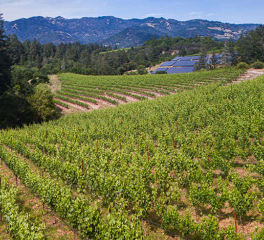 McEachran Vineyard with solar panels in the background on Diamond Mountain