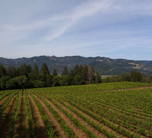 Vista of Davies Vineyards on Diamond Mountain AVA