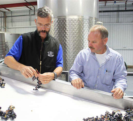 Hand sorting grapes at Davies Vineyards